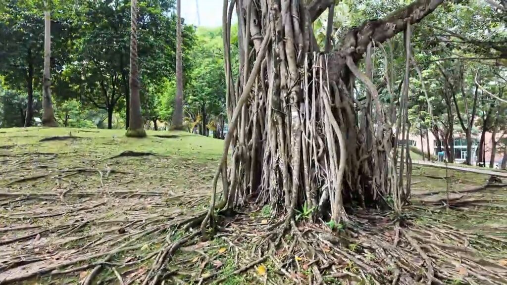 Huge banyan tree roots spreading across the lawn at KLCC Park