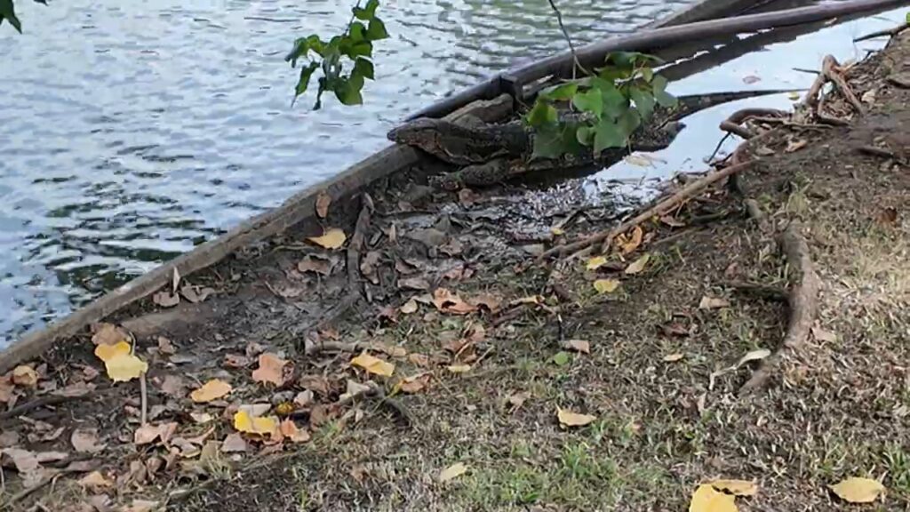 Water monitor lizard resting at the edge of the lake in Lumphini Park