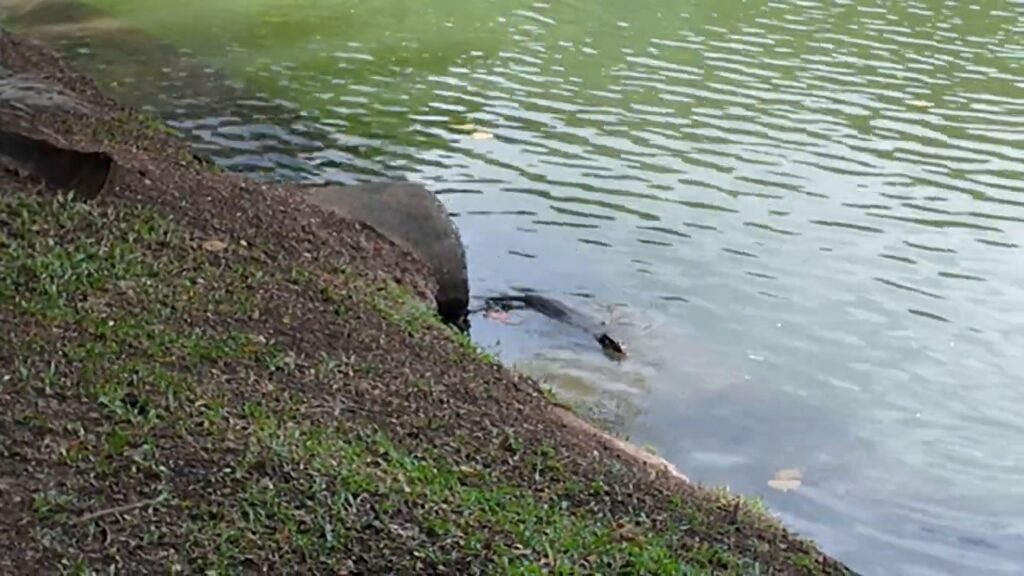 Monitor lizard swimming in the lake at Lumphini Park