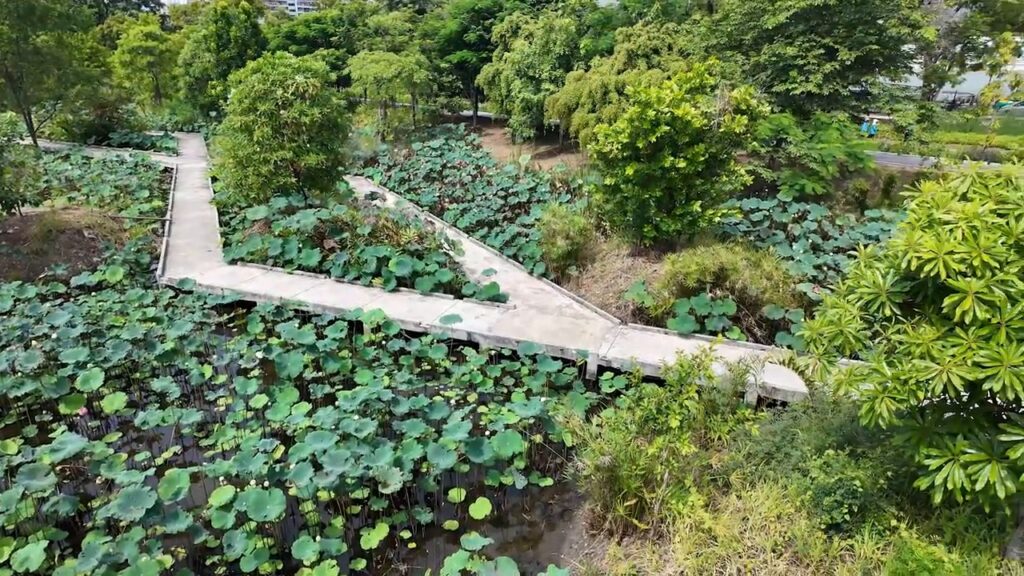 Raised walkway over the wetland forest at Benjakitti Park