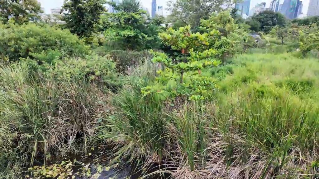 Green wetland forest with Bangkok towers behind at Benjakitti Park