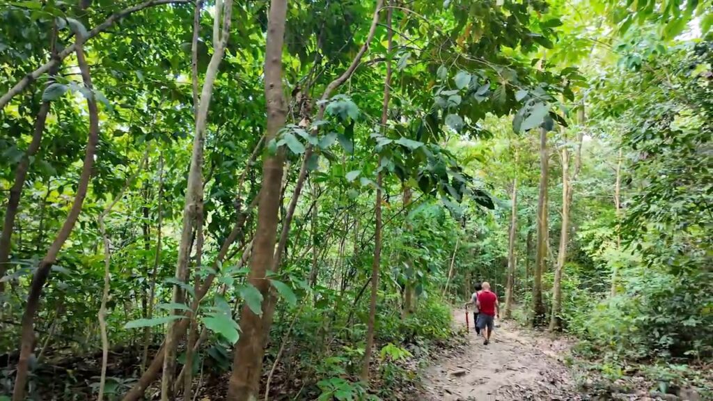 Shaded forest trail at the start of the Sri Bintang Hill hike