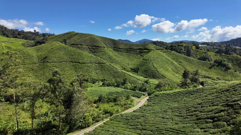 Rolling tea plantation hills at BOH in the Cameron Highlands