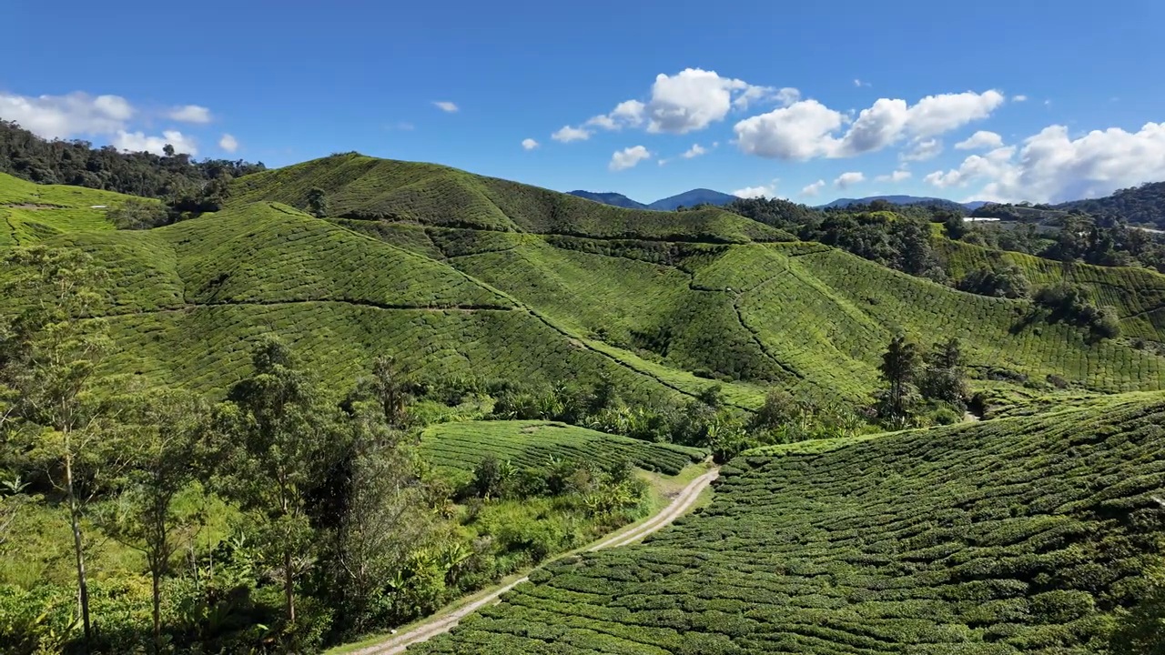 Rolling tea plantation hills at BOH in the Cameron Highlands
