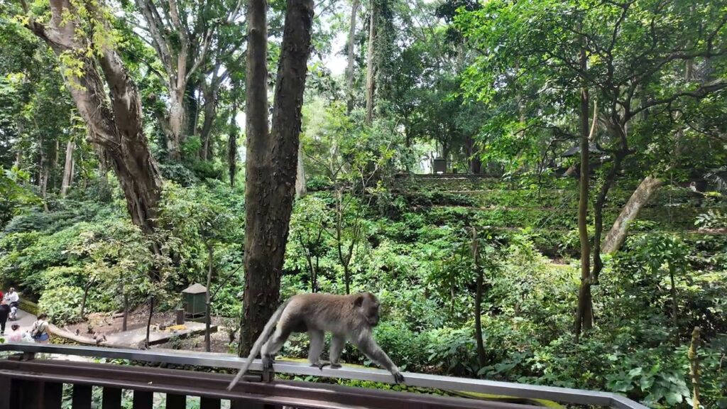Long-tailed macaque on a railing at the Sacred Monkey Forest Sanctuary